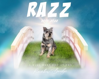 Razz